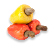 Cashew Nut Apple