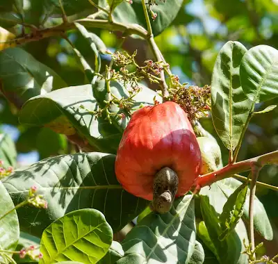 thumb-1